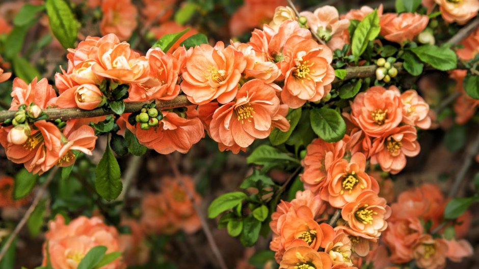 Роза почвопокровная оранжевая
