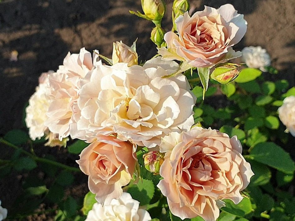 Роза Иоли
