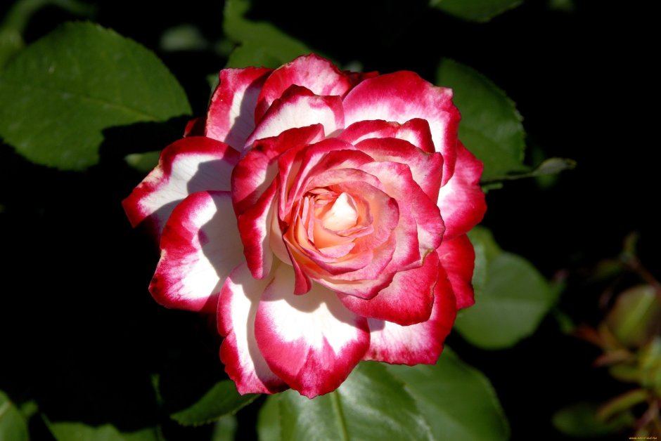Плетистая роза Осирия