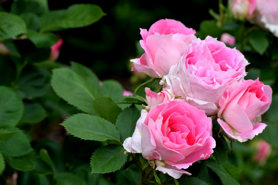 Роза Pink Garden DFR 26