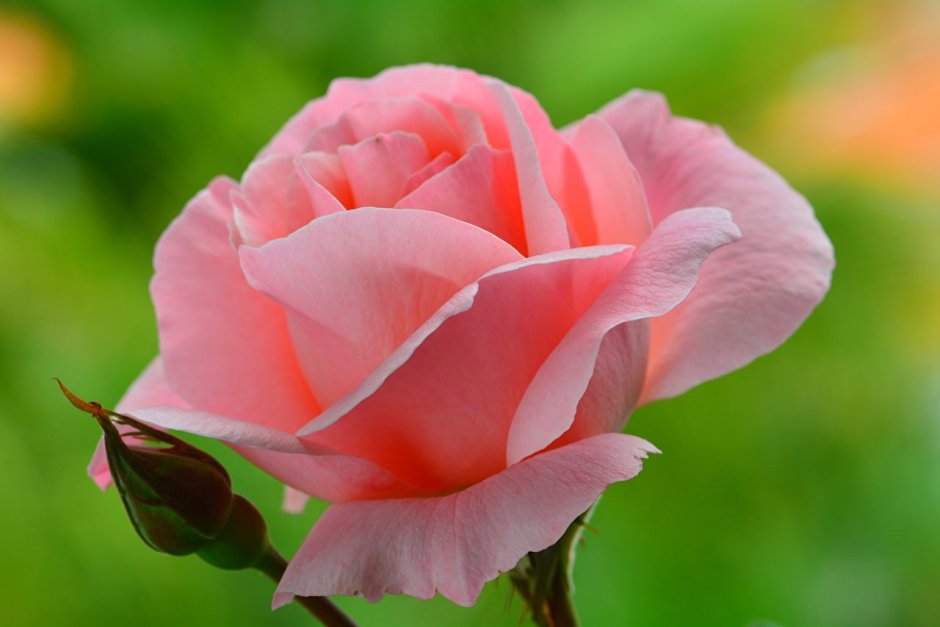 Rhoslyn роза