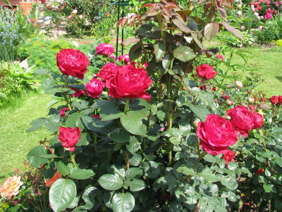 Роза флорибунда роза 4х ветров (роз де Катро вант)