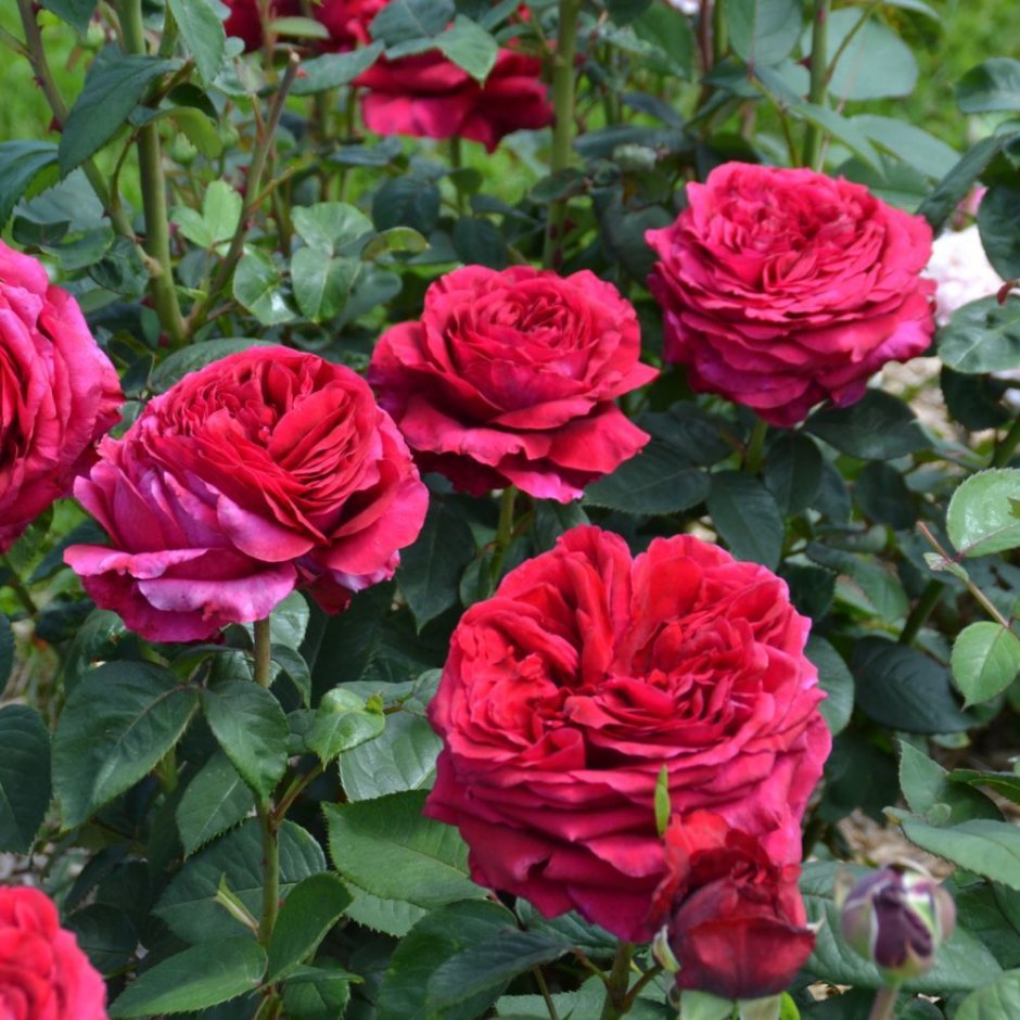 Роза 4х ветров (роз де Катро вант)