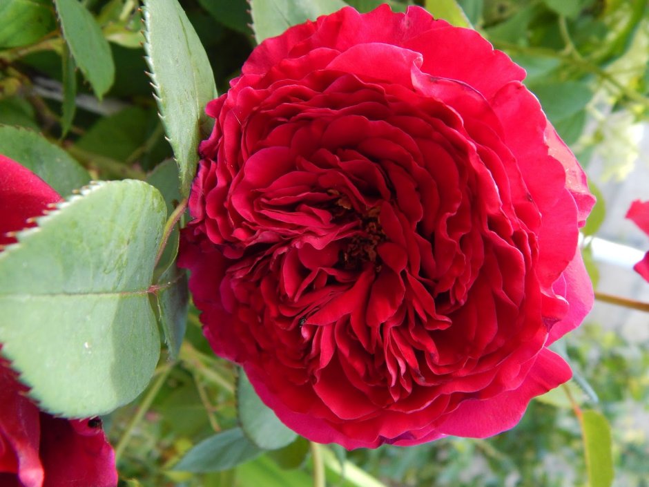 Роз де Катрэ вен "роза 4-х ветров" (Rose des 4 Vents)