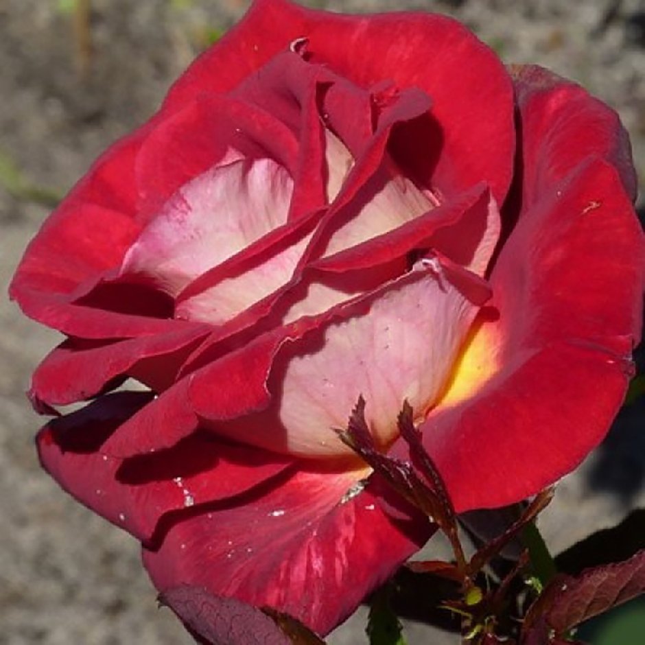 Роза чайно-гибридная госпел