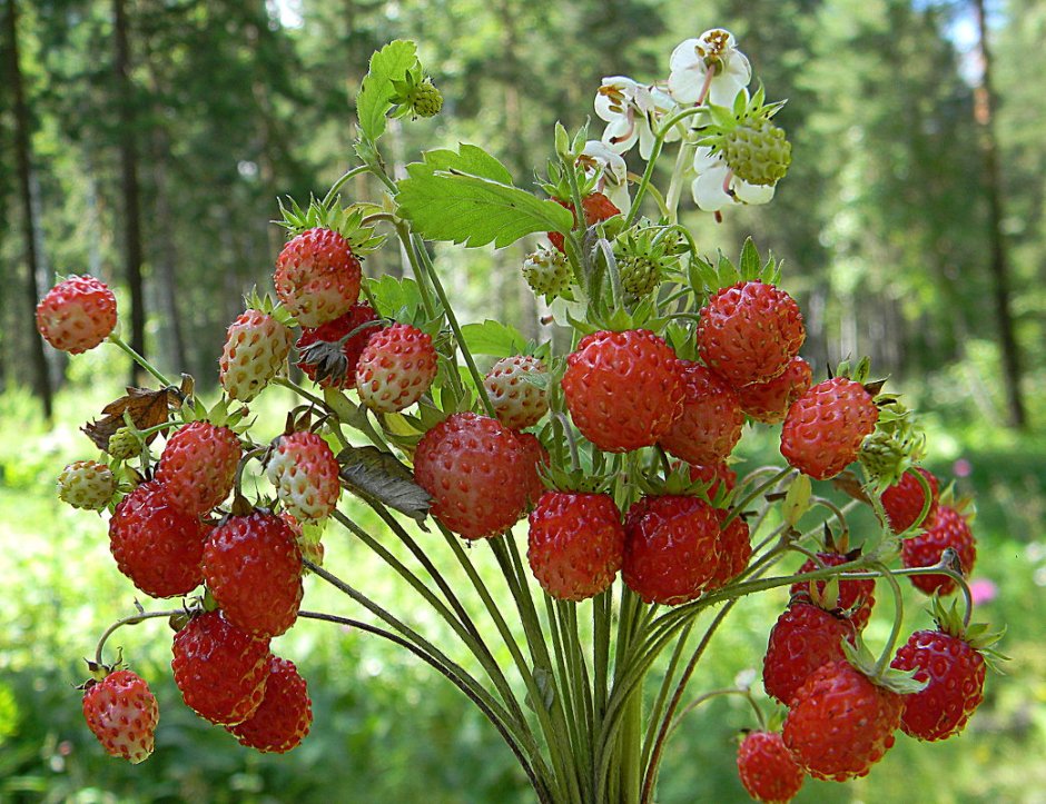 Сибирская земляника Лесная ягода