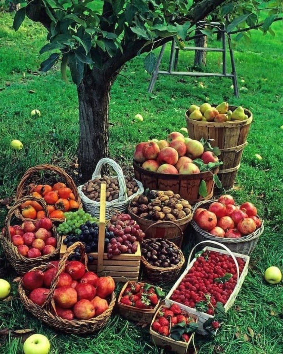 Плодово ягодный сад