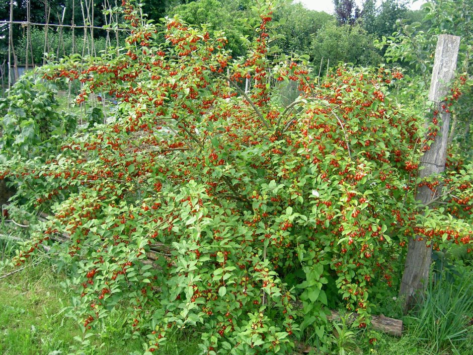 Гуми (лох многоцветковый) - Elaeagnus multiflora.