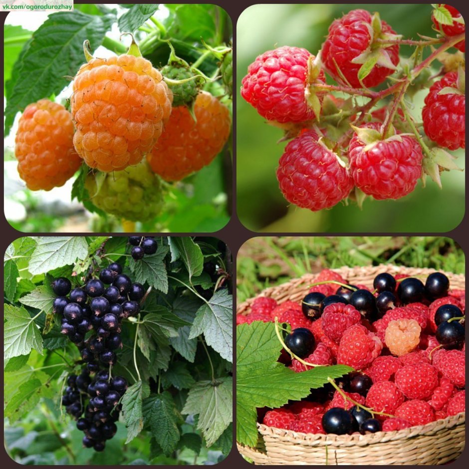 Плодово-ягодные кустарники (малина, смородина, жимолость, земляника)